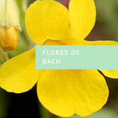 Flores de Bach