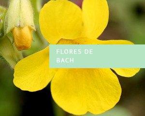 Flores de Bach: Mimulo