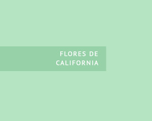 Flores de California