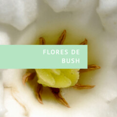 Flores de Bush